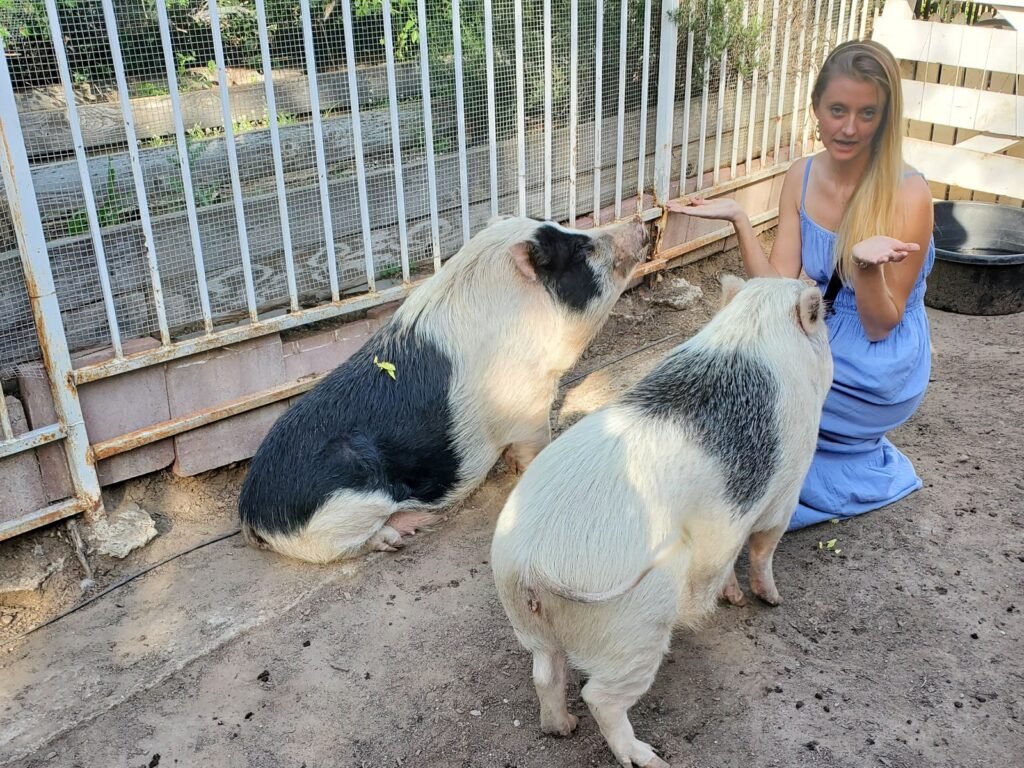 Bailey Jo Hall with two pigs
